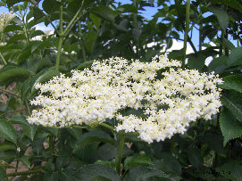 eireira001009.jpg