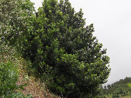 eireira001010.jpg