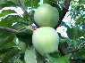 eireira003004.jpg