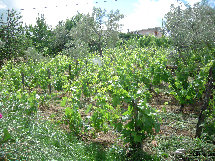 eireira015007.jpg