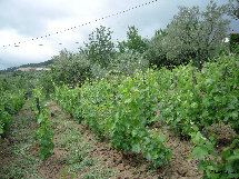 eireira015008.jpg