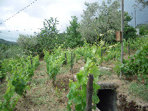 eireira015009.jpg