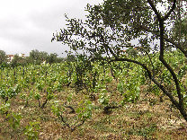 eireira017005.jpg