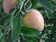 eireira019007.jpg