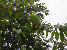 eireira019032.jpg