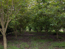 eireira023004.jpg
