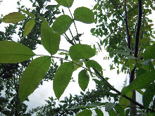 eireira023008.jpg