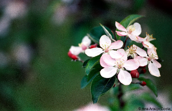 eireira035006.jpg